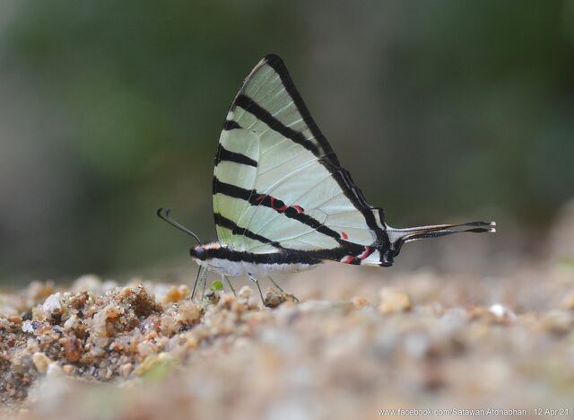 Graphium agetes agetes