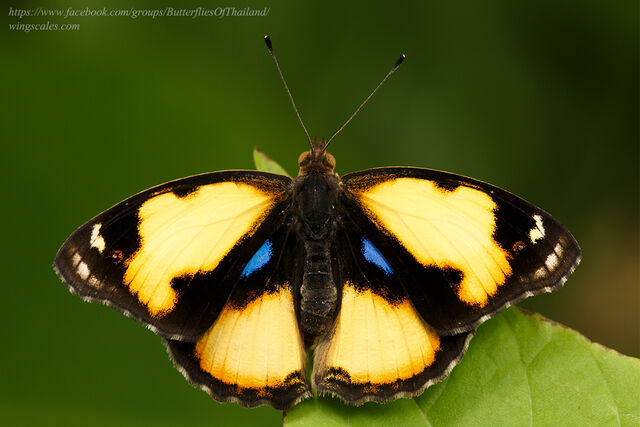 Junonia hierta hierta