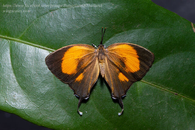 Yasoda androconifera