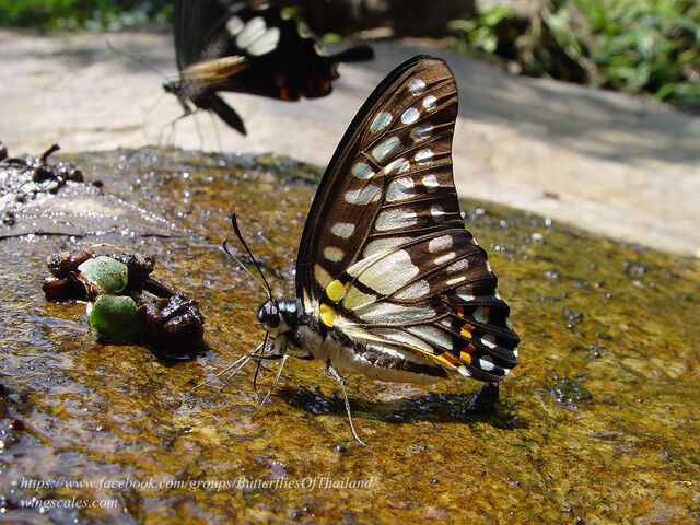 Graphium chironides chironides