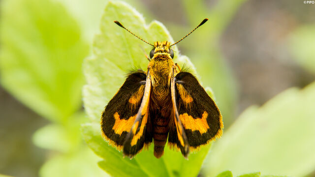 Taractrocera archias quinta