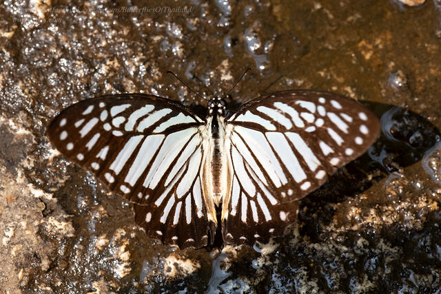 Graphium xenocles kephisos