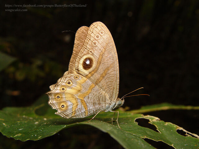 Erites angularis angularis