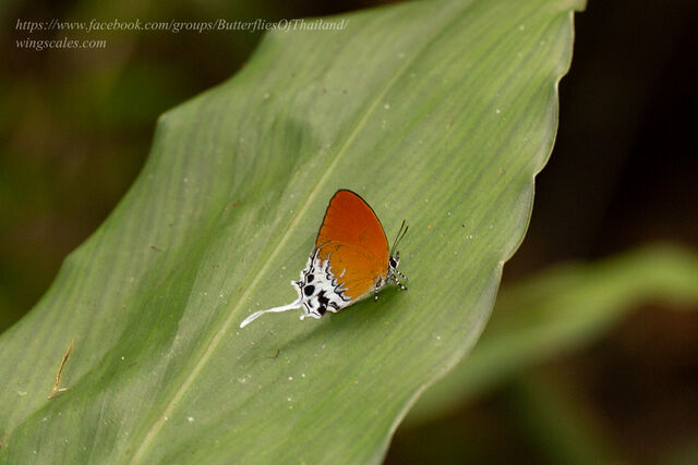 Eooxylides tharis distanti