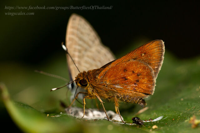 Zographetus ogygioides