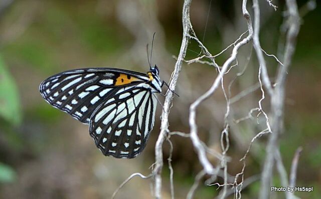 Orinoma damaris damaris