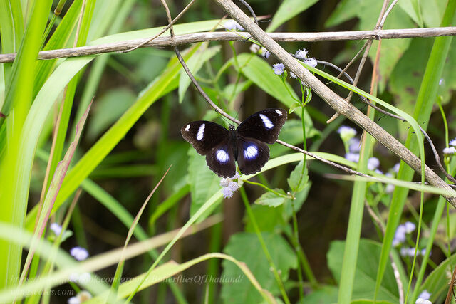 Hypolimnas bolina jacintha