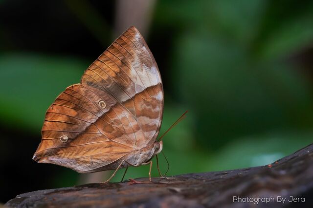Zeuxidia masoni tannowai