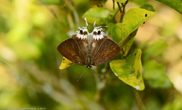 Charana mandarina splendida