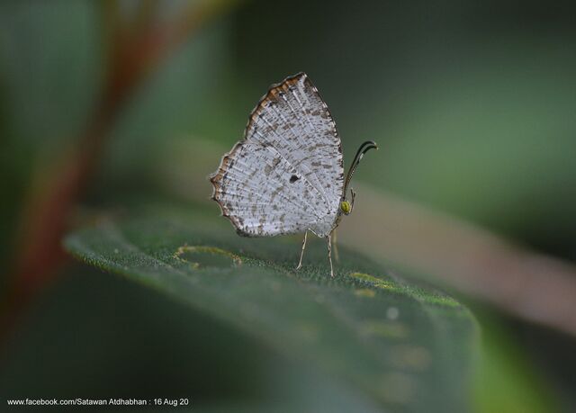 Allotinus substrigosus substrigosus