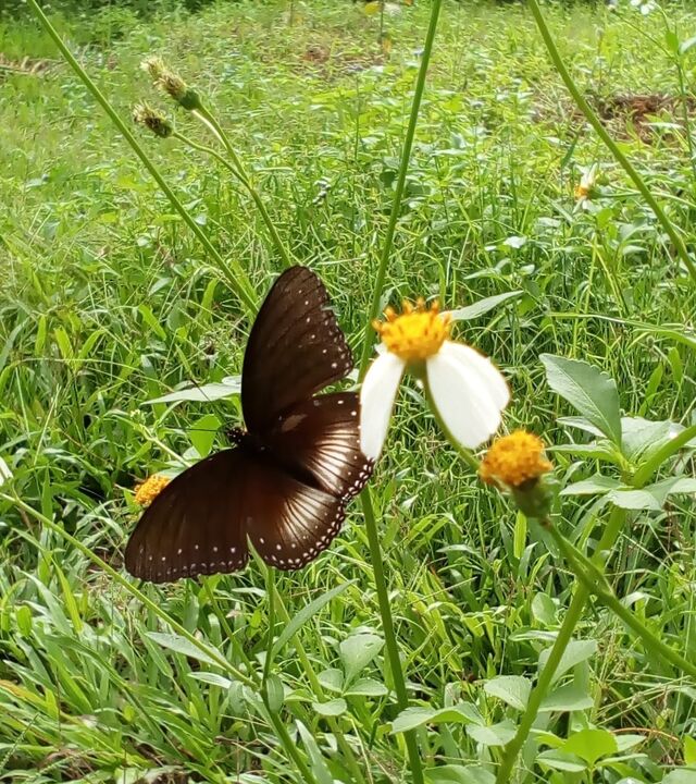 Hypolimnas anomala anomala