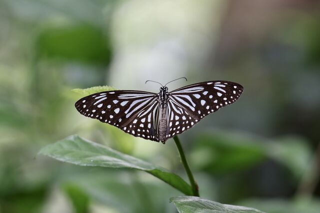 Parantica agleoides agleoides
