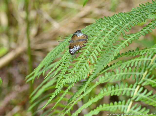 Eulaceura osteria kumana