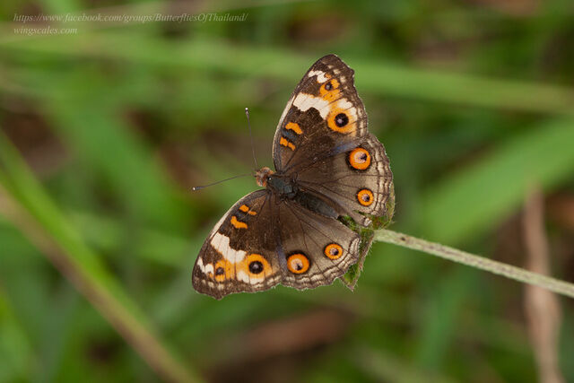 Junonia orithya wallacei