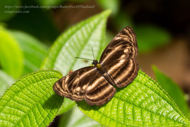 Neptis omeroda omeroda