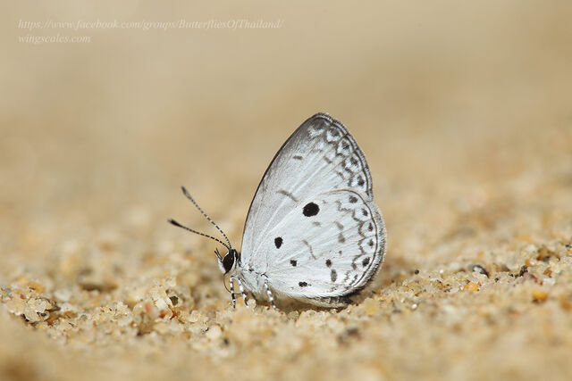 Callenya melaena melaena