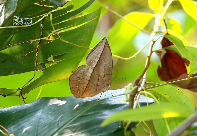 Aemona lena salweena