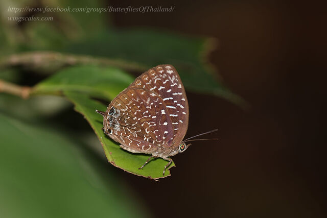 Arhopala democritus democritus