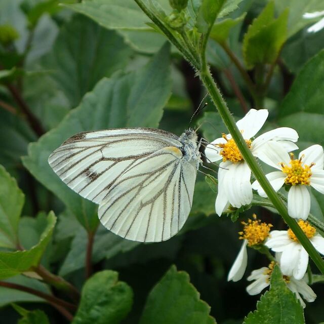 Pieris erutae erutae