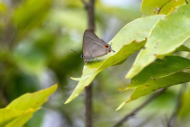 Pratapa icetas extensa