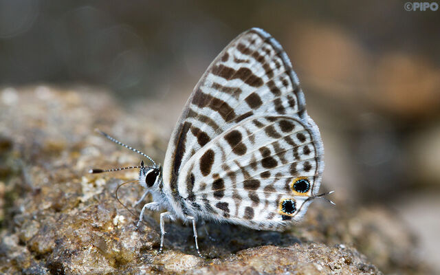 Leptotes plinius