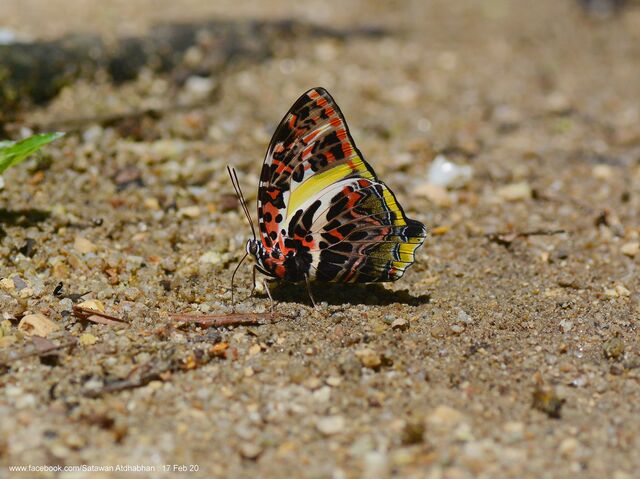 Agatasa calydonia calydonia