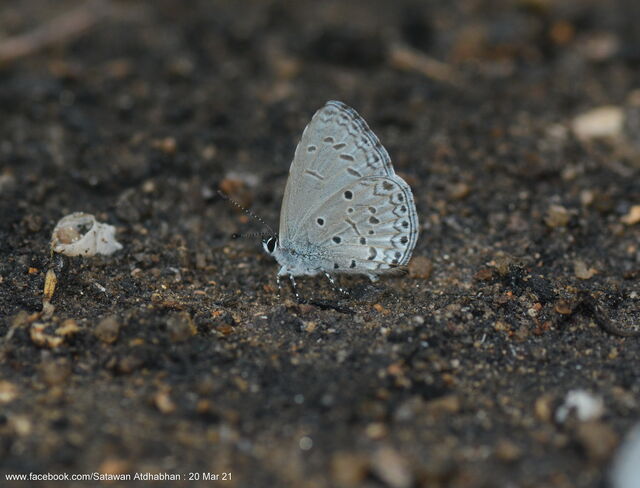 Celastrina lavendularis isabella