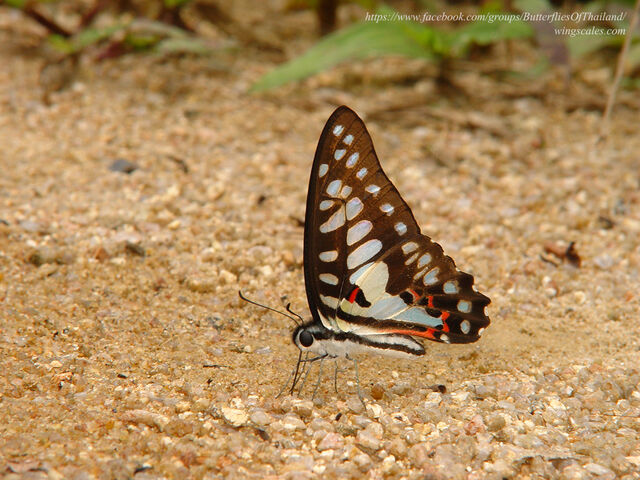 Graphium doson actor