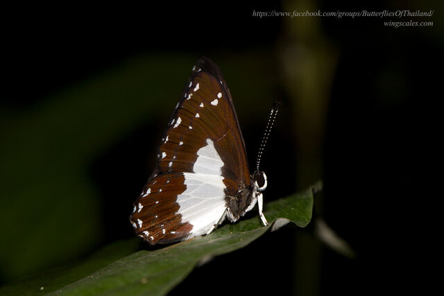 Stiboges nymphidia nymphidia