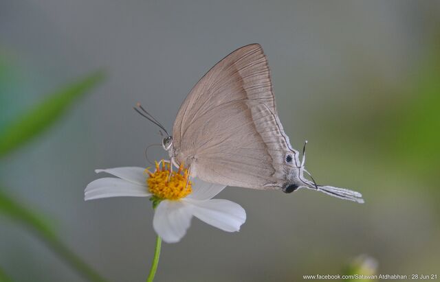 Purlisa gigantea gigantea