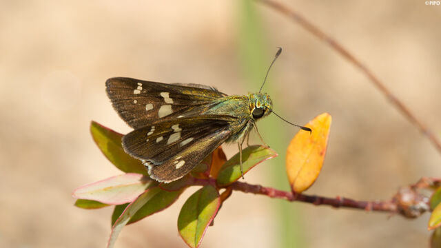 Zenonoida discreta discreta