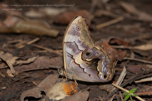 Lethe chandica chandica