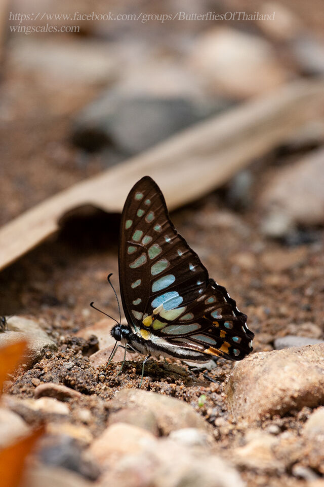 Graphium chironides chironides