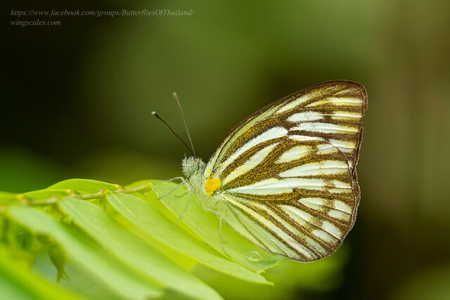 Cepora nerissa dapha