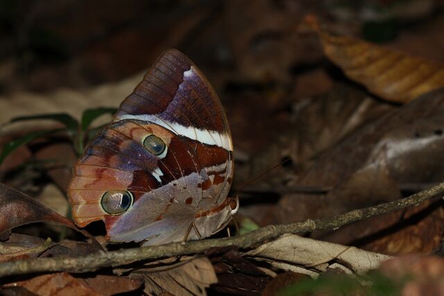 Thauria aliris pseudaliris