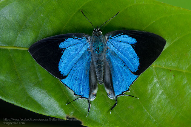 Tajuria cippus cippus