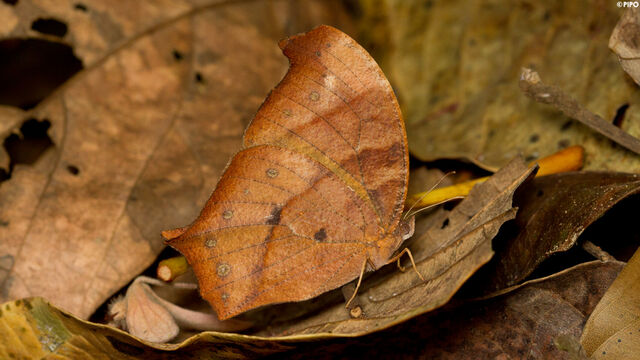 Melanitis zitenius auletes