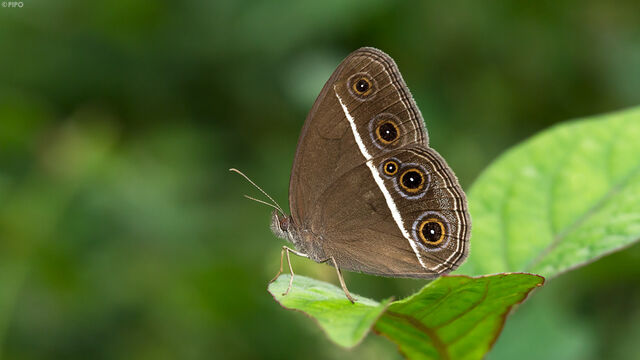 Orsotriaena medus medus