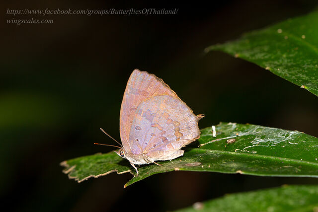 Arhopala rama ramosa