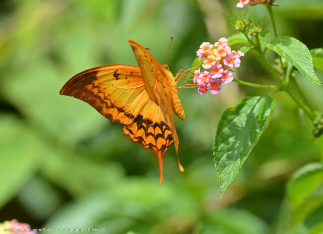 Meandrusa payeni ciminius