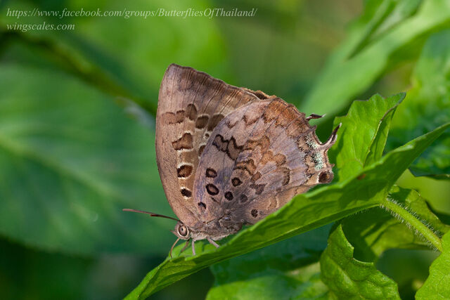 Arhopala amantes amatrix