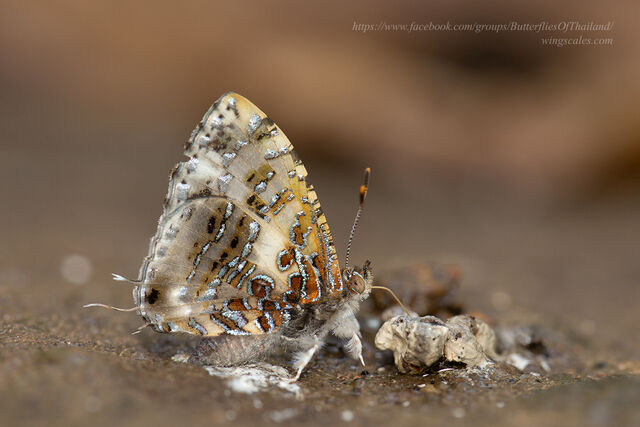 Catapaecilma major albicans