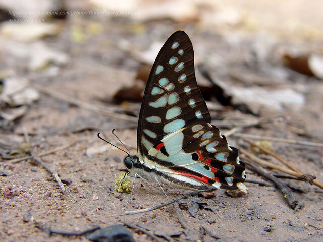 Graphium doson actor