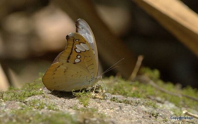 Cynitia cocytus ambrysus