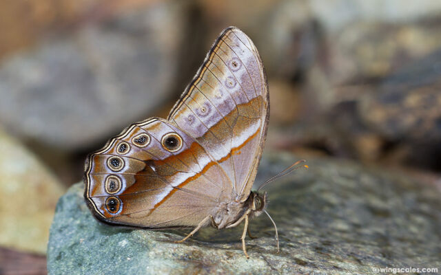 Lethe mekara crijnana