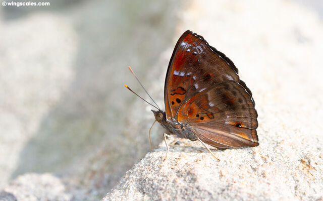 Rohana tonkiniana siamensis