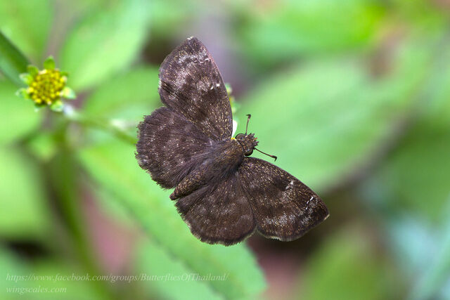 Sarangesa dasahara dasahara