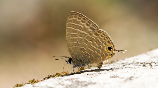 Nacaduba kurava euplea