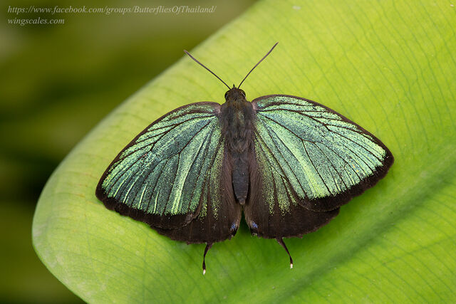 Arhopala eumolphus maxwelli