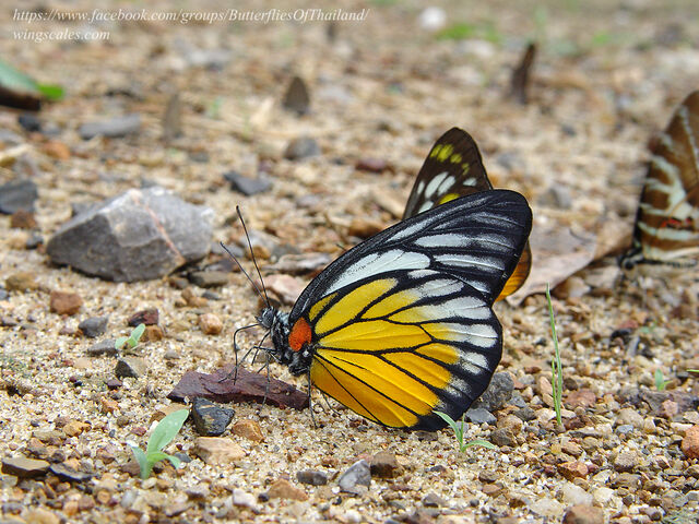 Prioneris philonome clemanthe
